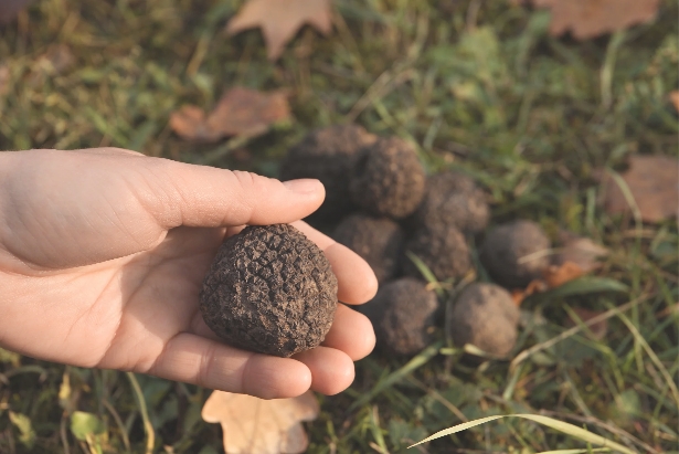 tartufo
