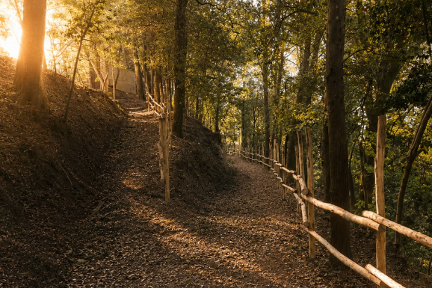 Bosco dei Frati Peccioli