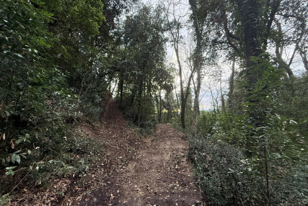 Lavoro di pulizia al bosco dei Frati