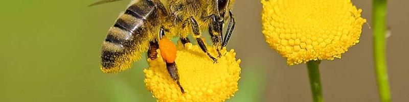 Corso di apicoltura a Terricciola